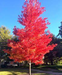 Sun Valley Maple Tree — Lake Stevens, WA — Green Giant Nursery