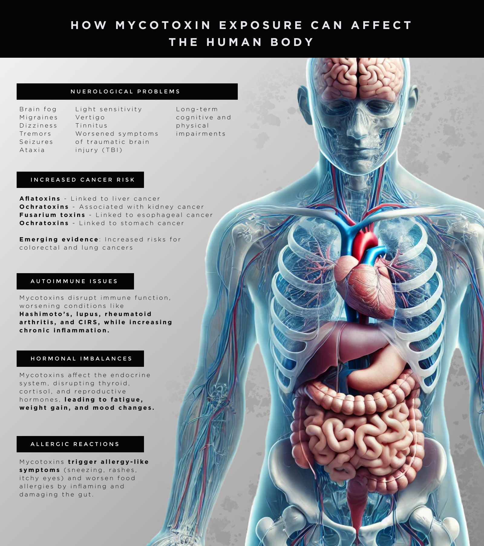 An infographic illustrating the human body's response to mycotoxin exposure. It depicts organ damage and health issues.