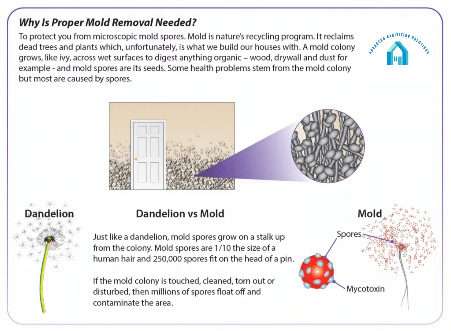 Infographic: Mold removal explanation with images of dandelion vs mold.