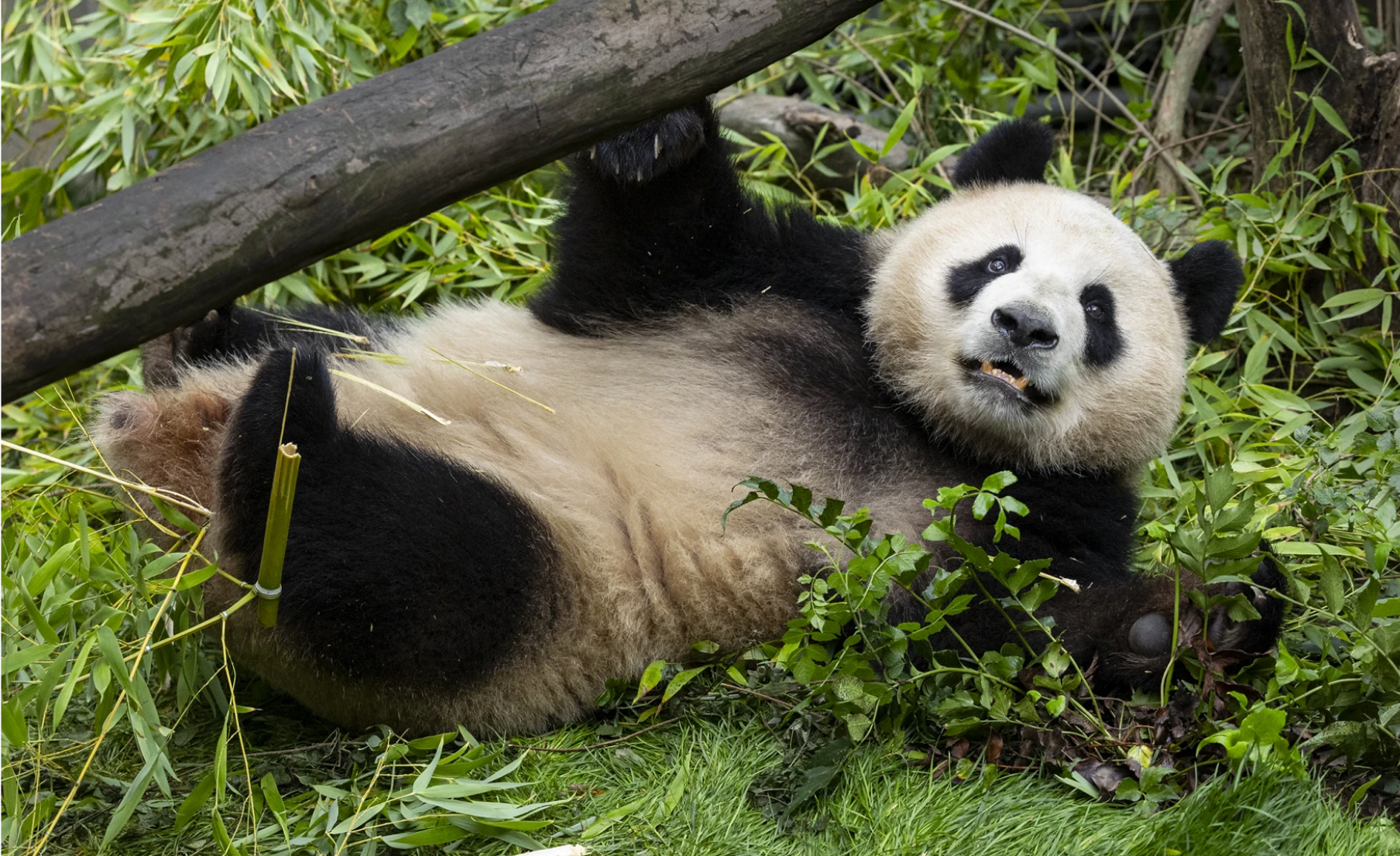 A panda bear is laying on its back in the grass.