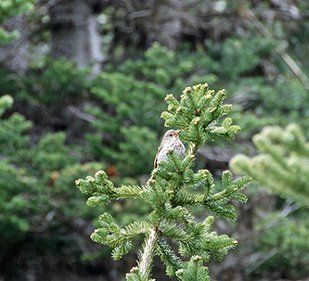 Small bird in pine tree — Clearing in Portland, OR