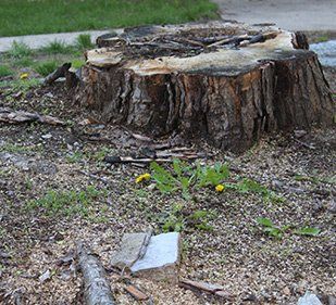 Large Tree stump — Stump Grinding in Portland, OR