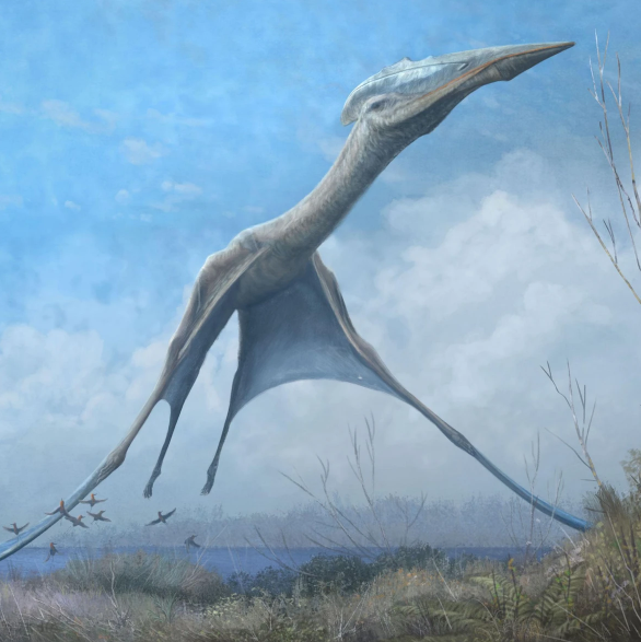 An illustration of a ropen or pterosaur.