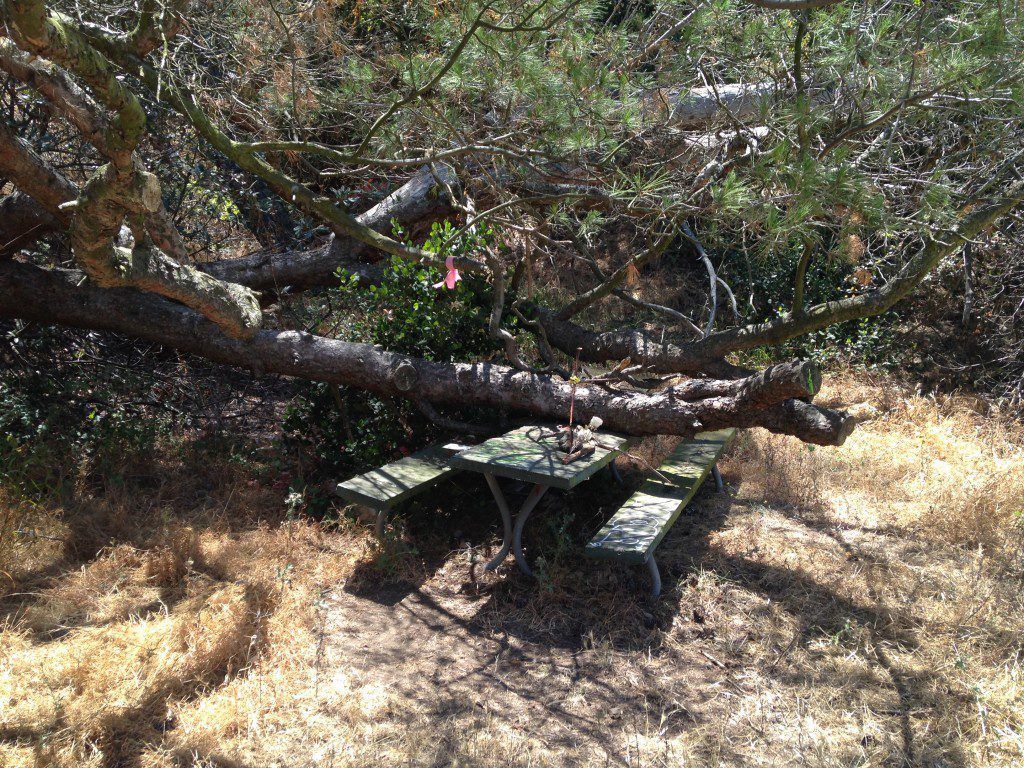 The Griffith Park park bench where it's believed musician Rand Garrett and aspiring actress Nancy Jeanson were crushed to death by a falling tree