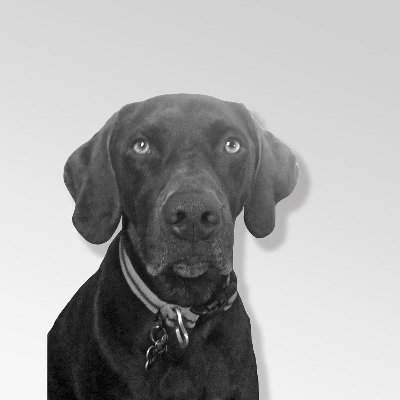 browning dog photo
