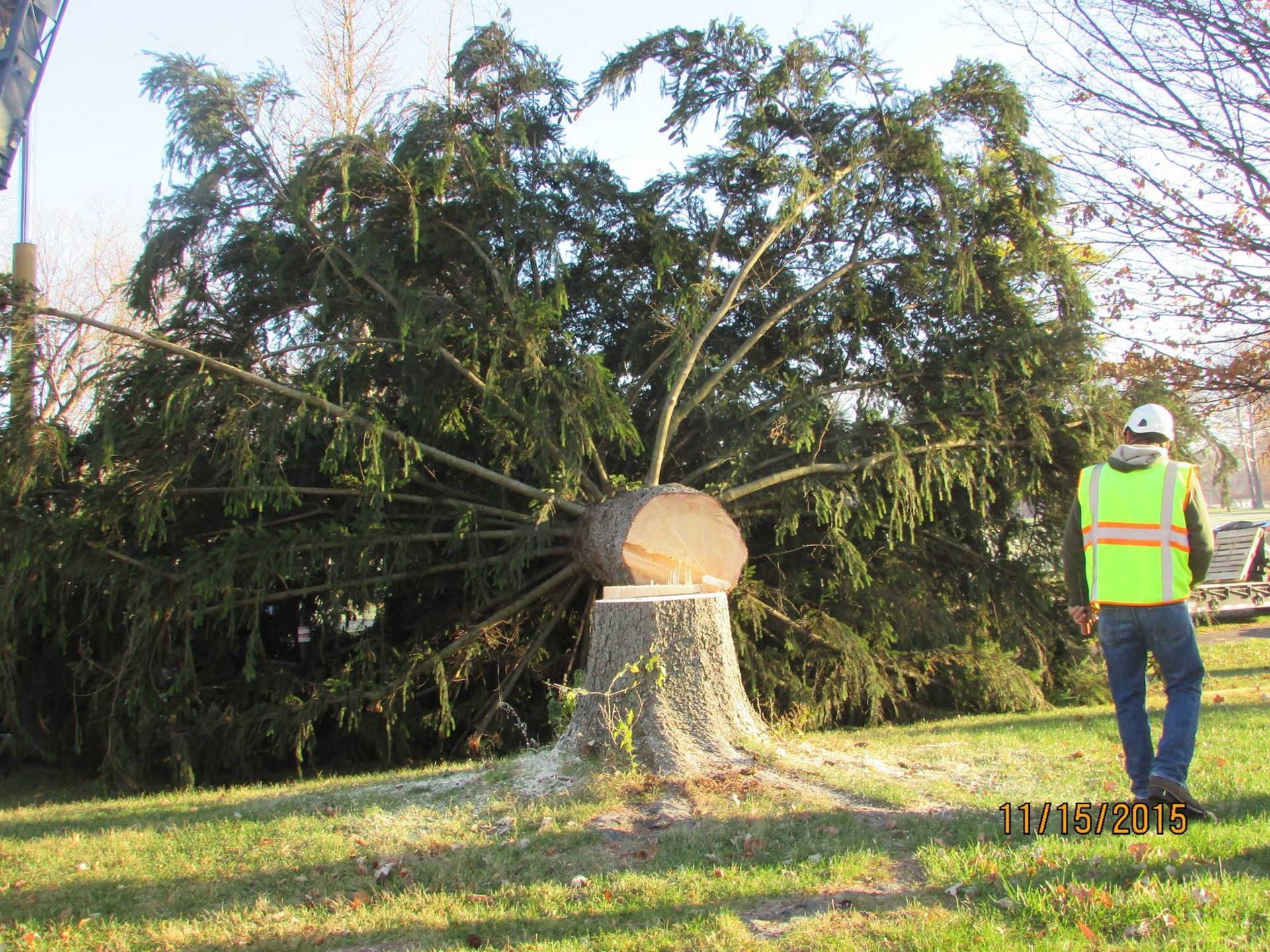 Man Near The Cut Tree — Springfield, OH — C&S Tree Service Center