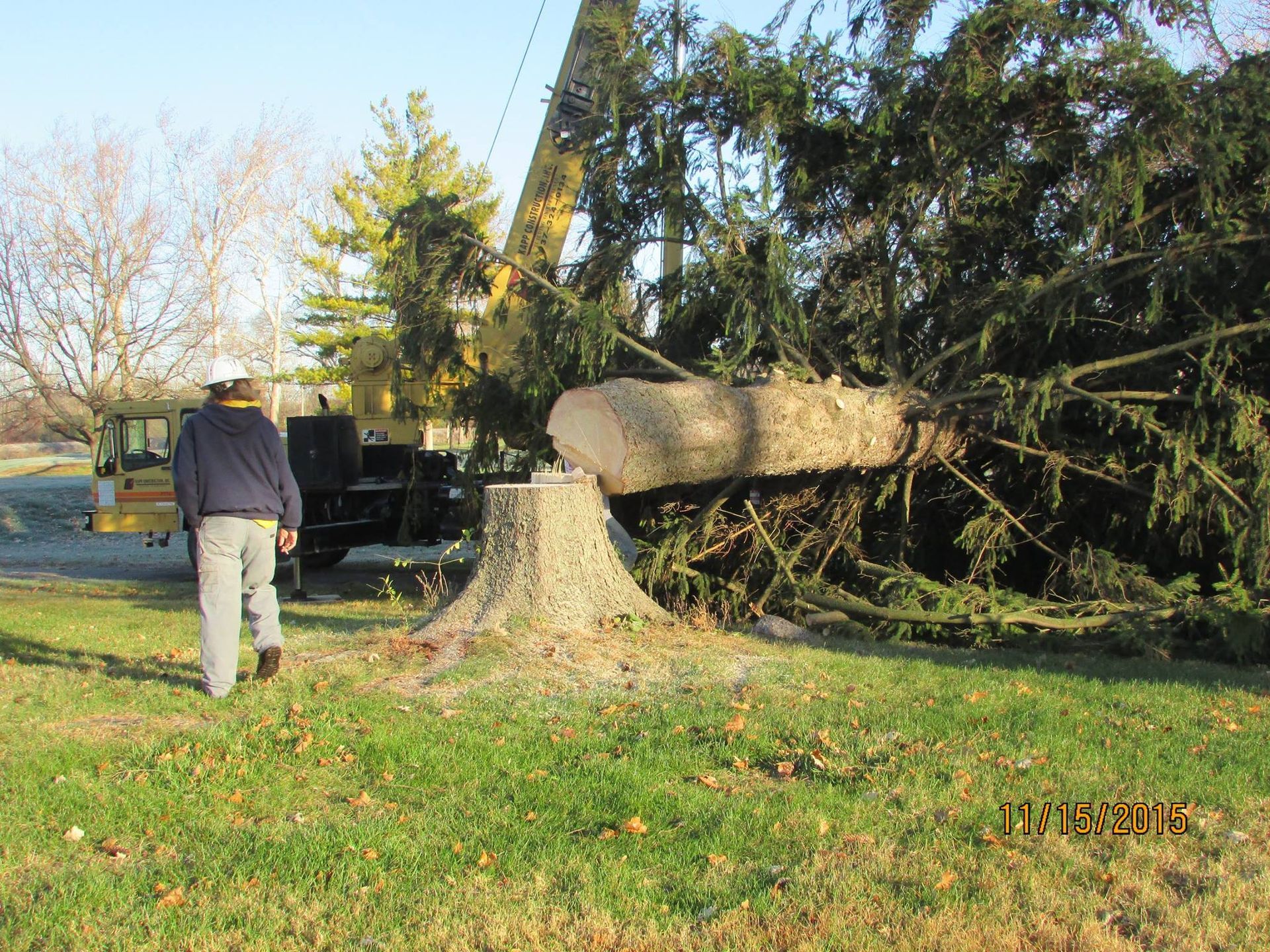 Man With Hard Hat Near The Tree — Springfield, OH — C&S Tree Service Center