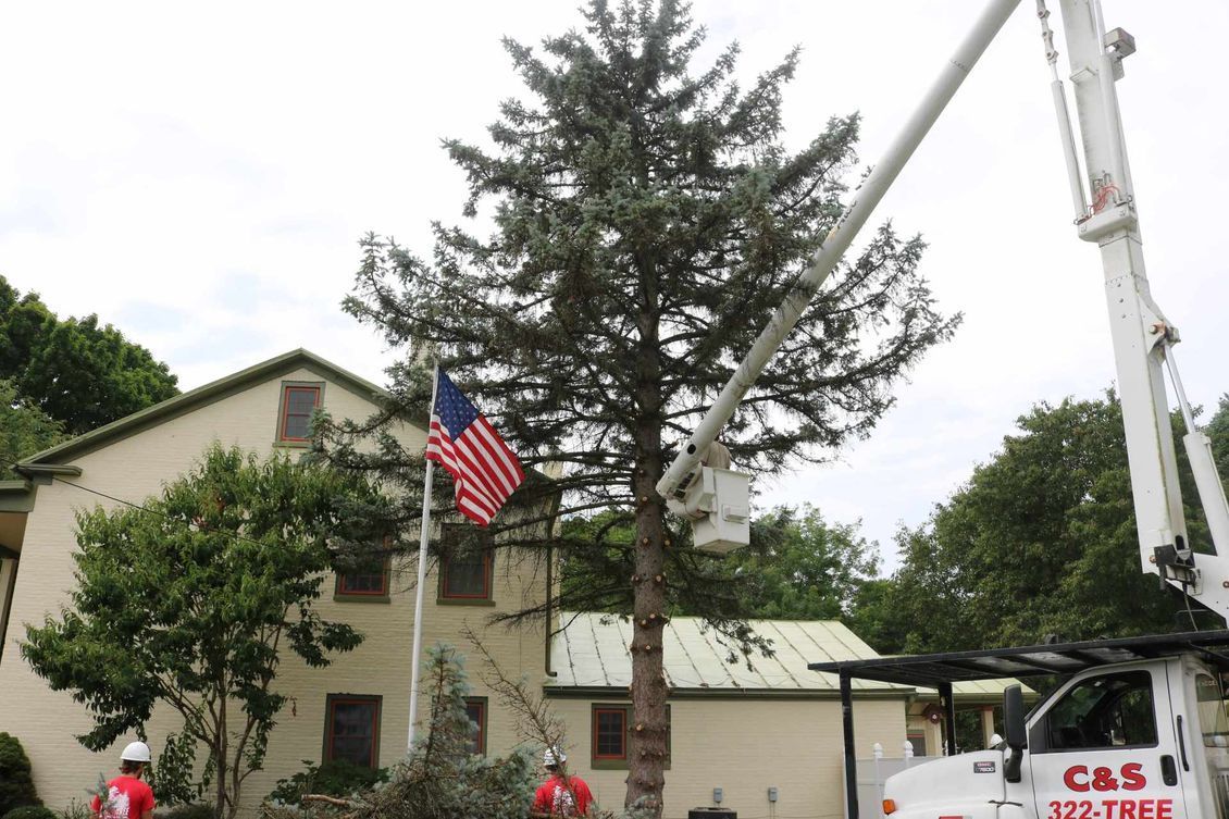 Tree Trimming & Removal — Springfield, OH — C&S Tree Service Center
