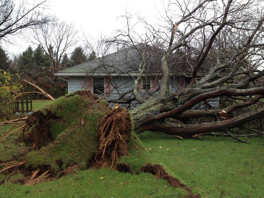 Big Fallen Tree — Springfield, OH — C&S Tree Service Center