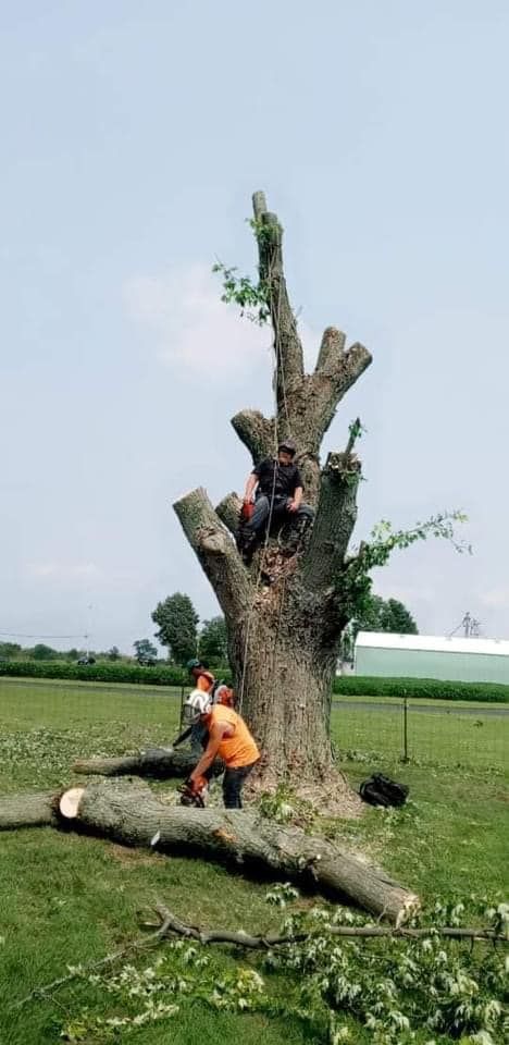 Improved Tree Health — Springfield, OH — C&S Tree Service Center
