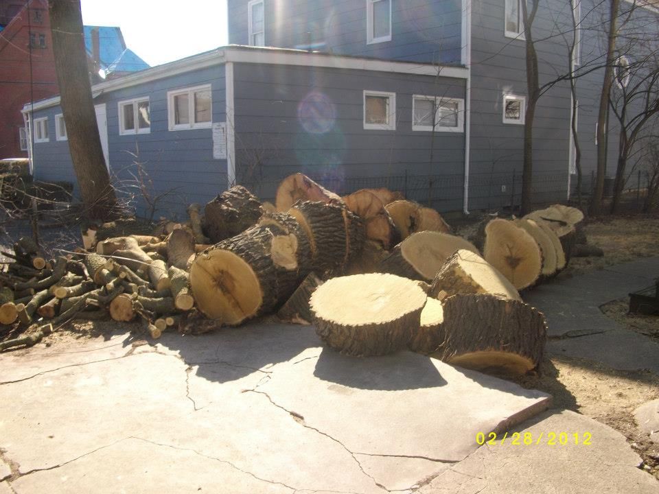 Prevention of New Tree Growth — Springfield, OH — C&S Tree Service Center
