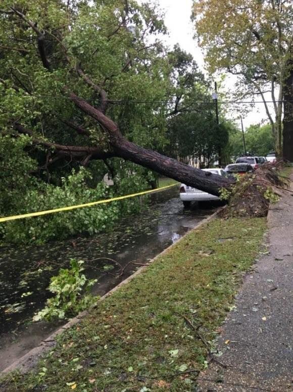 Windstorms Damage — Springfield, OH — C&S Tree Service Center