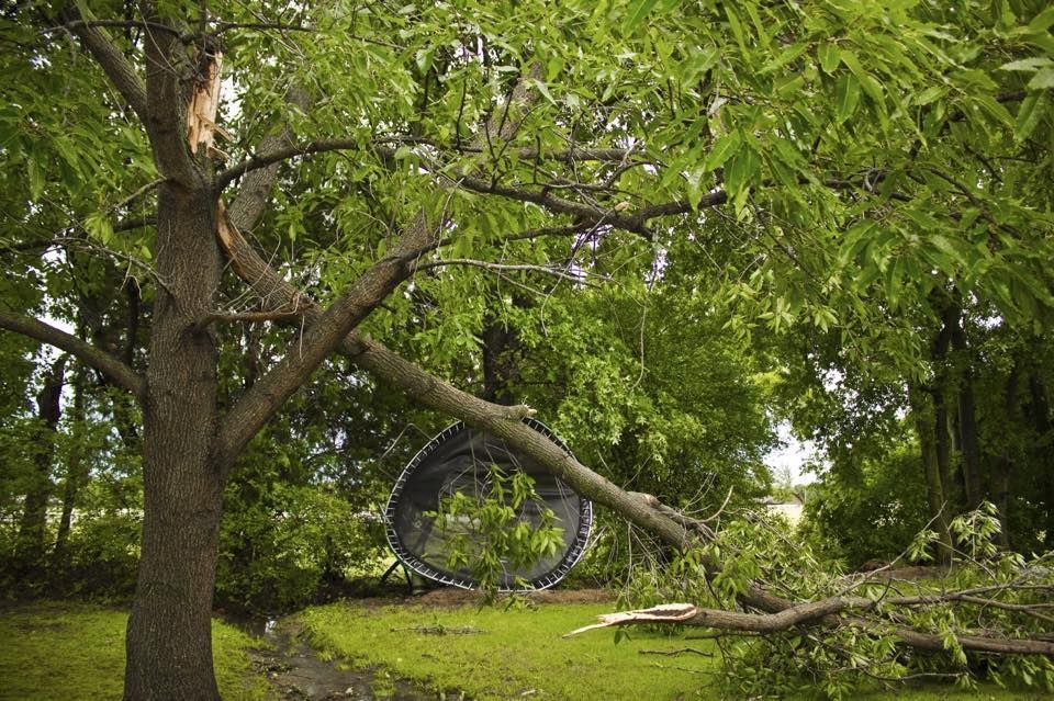 Tree With Broken Branches — Springfield, OH — C&S Tree Service Center