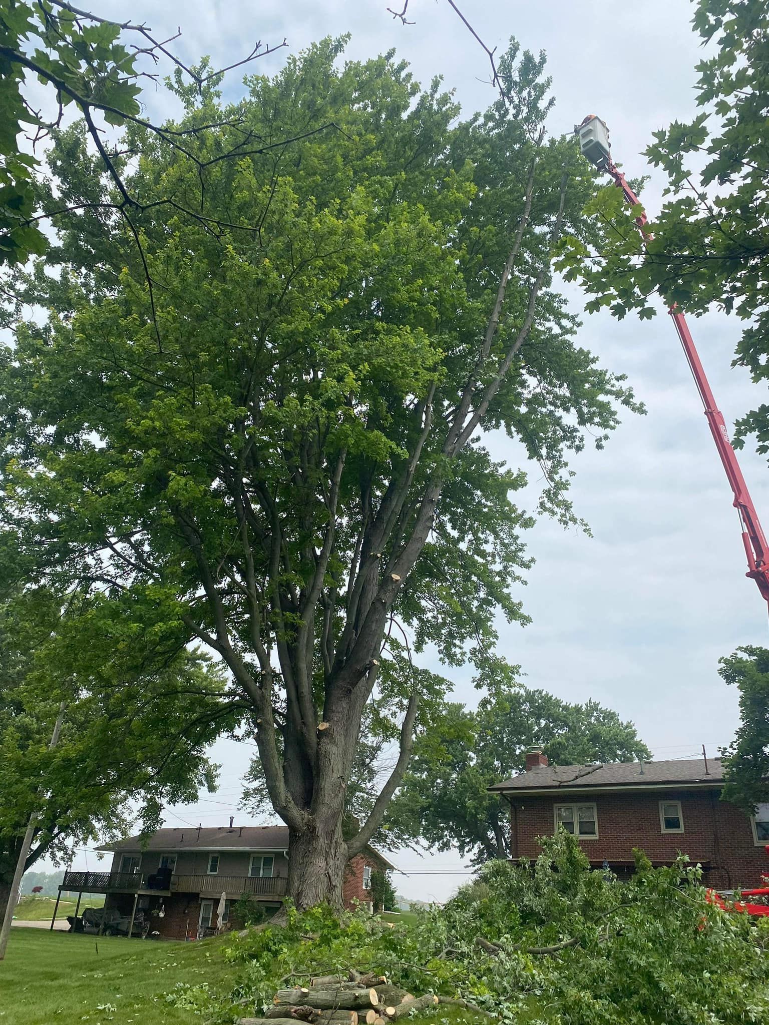 Tree Services — Springfield, OH — C&S Tree Service Center