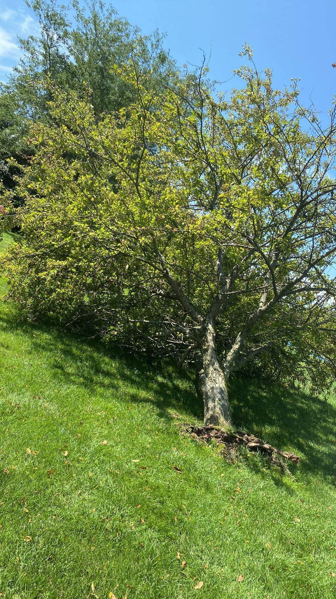 Tree Being Uproot — Springfield, OH — C&S Tree Service Center