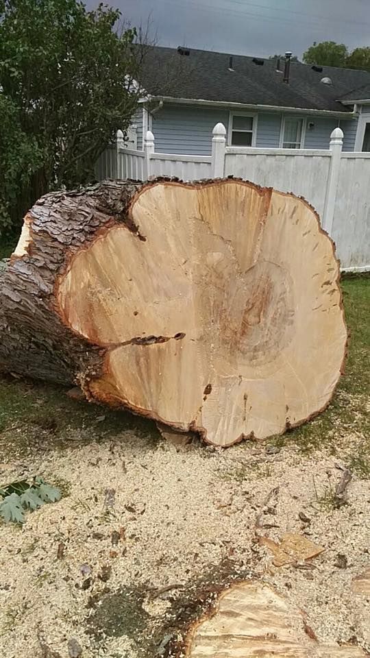 Big Tree Trunk — Springfield, OH — C&S Tree Service Center