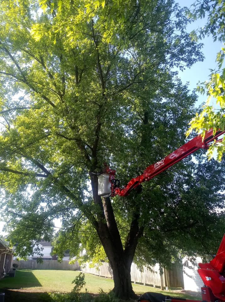 Tree Trimming & Complete Tree Removal — Springfield, OH — C&S Tree Service Center