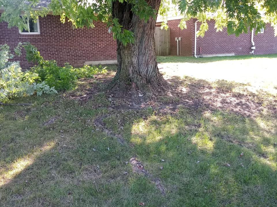 Big Tree — Springfield, OH — C&S Tree Service Center