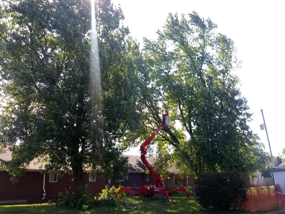 Elevates Property's Aesthetics — Springfield, OH — C&S Tree Service Center