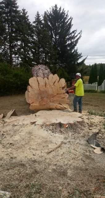 Better Growth — Springfield, OH — C&S Tree Service Center