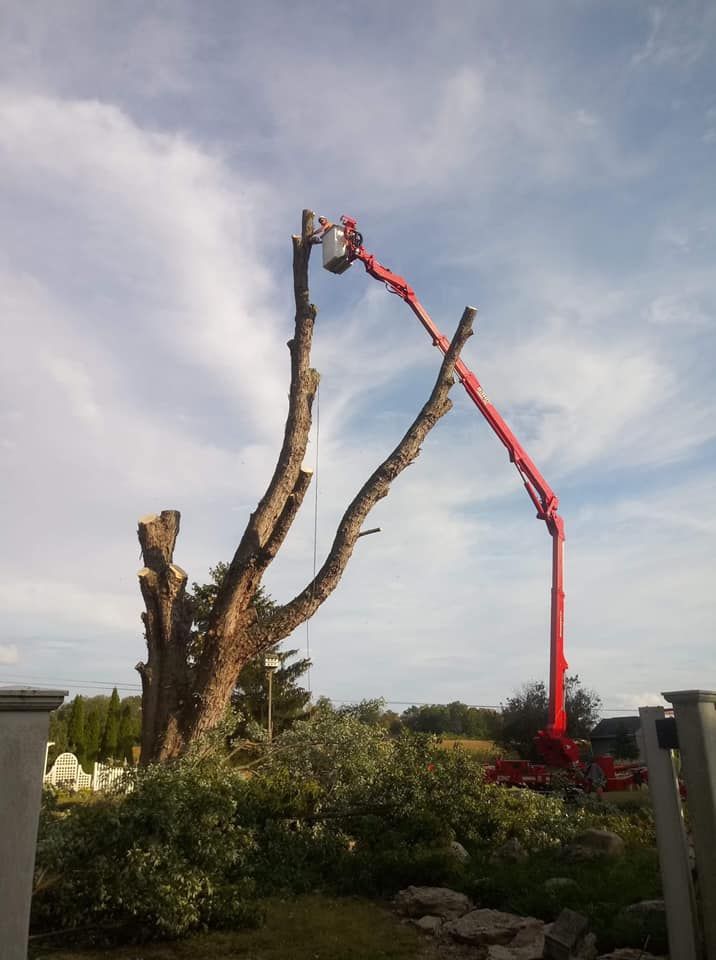 Tall Tree Trimming — Springfield, OH — C&S Tree Service Center