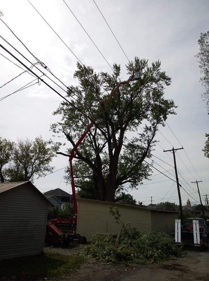 Beautiful Tall Tree — Springfield, OH — C&S Tree Service Center