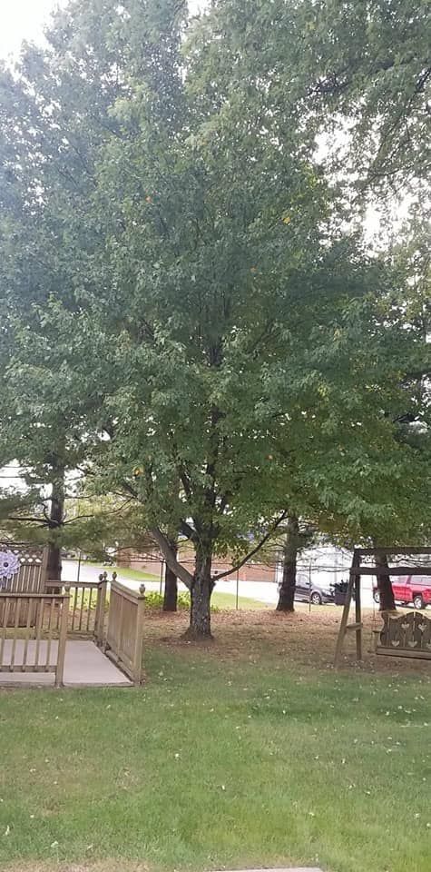 Tree — Springfield, OH — C&S Tree Service Center