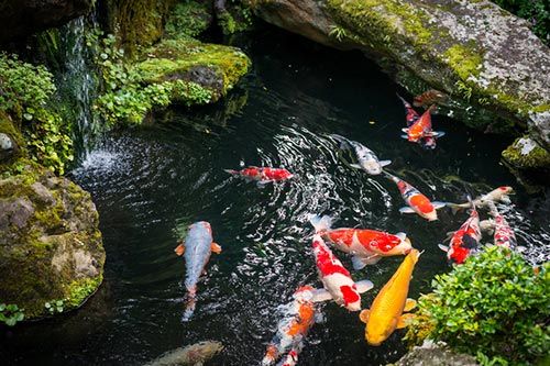 Fish Ponds — Man-made Pond with Koi Fishes in Manchester, CT