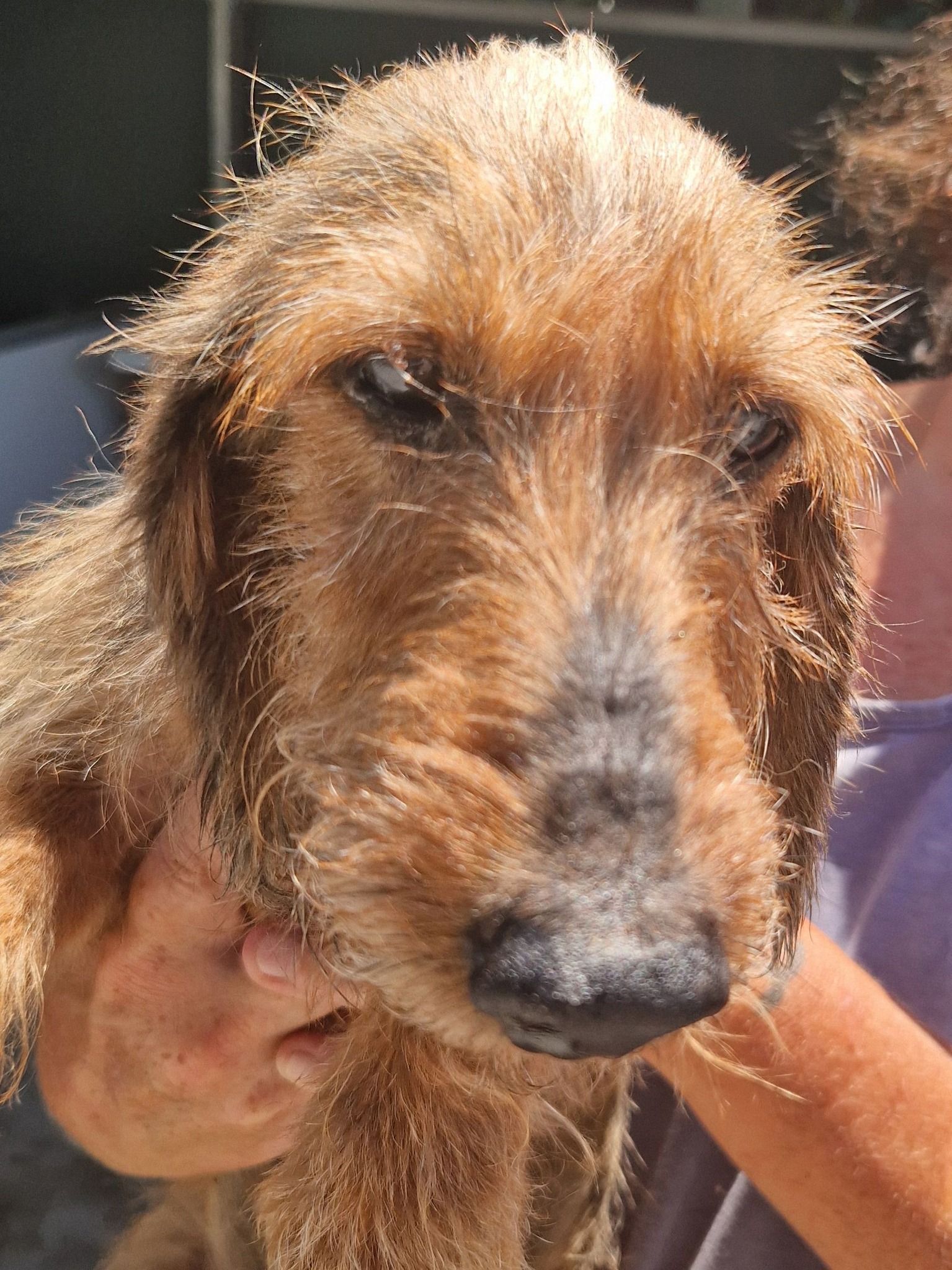 Il Padre: Ch. Yason della Canterana