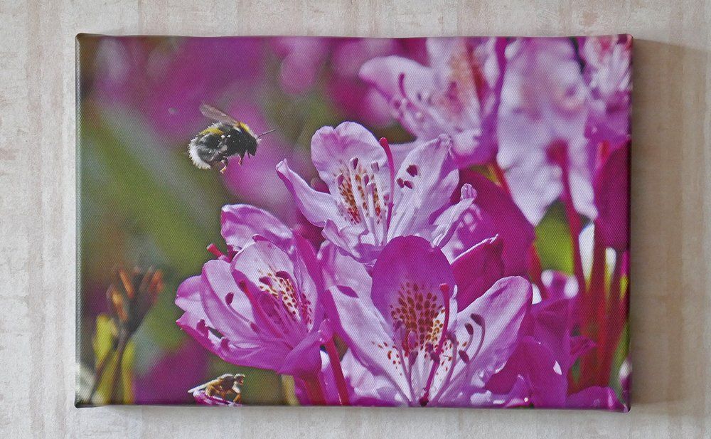 Bumblebee on Rhododendron