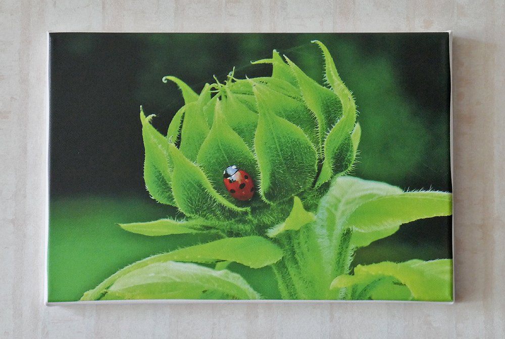 Ladybird resting on a Young Sunflower