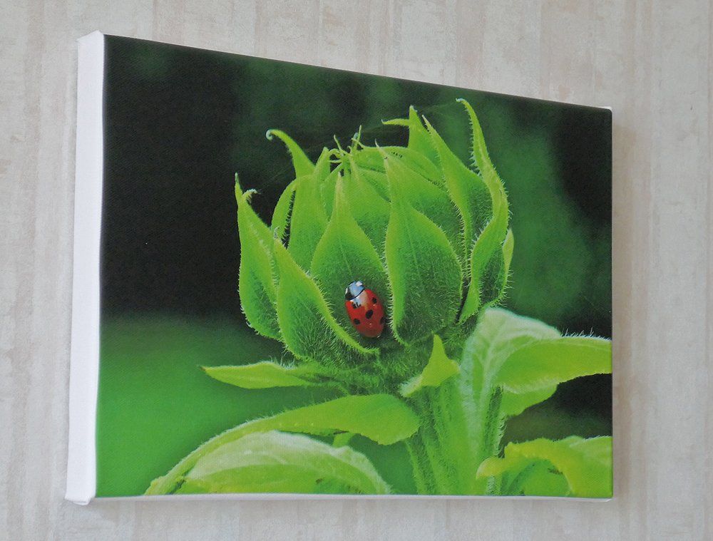 Ladybird resting on a Young Sunflower