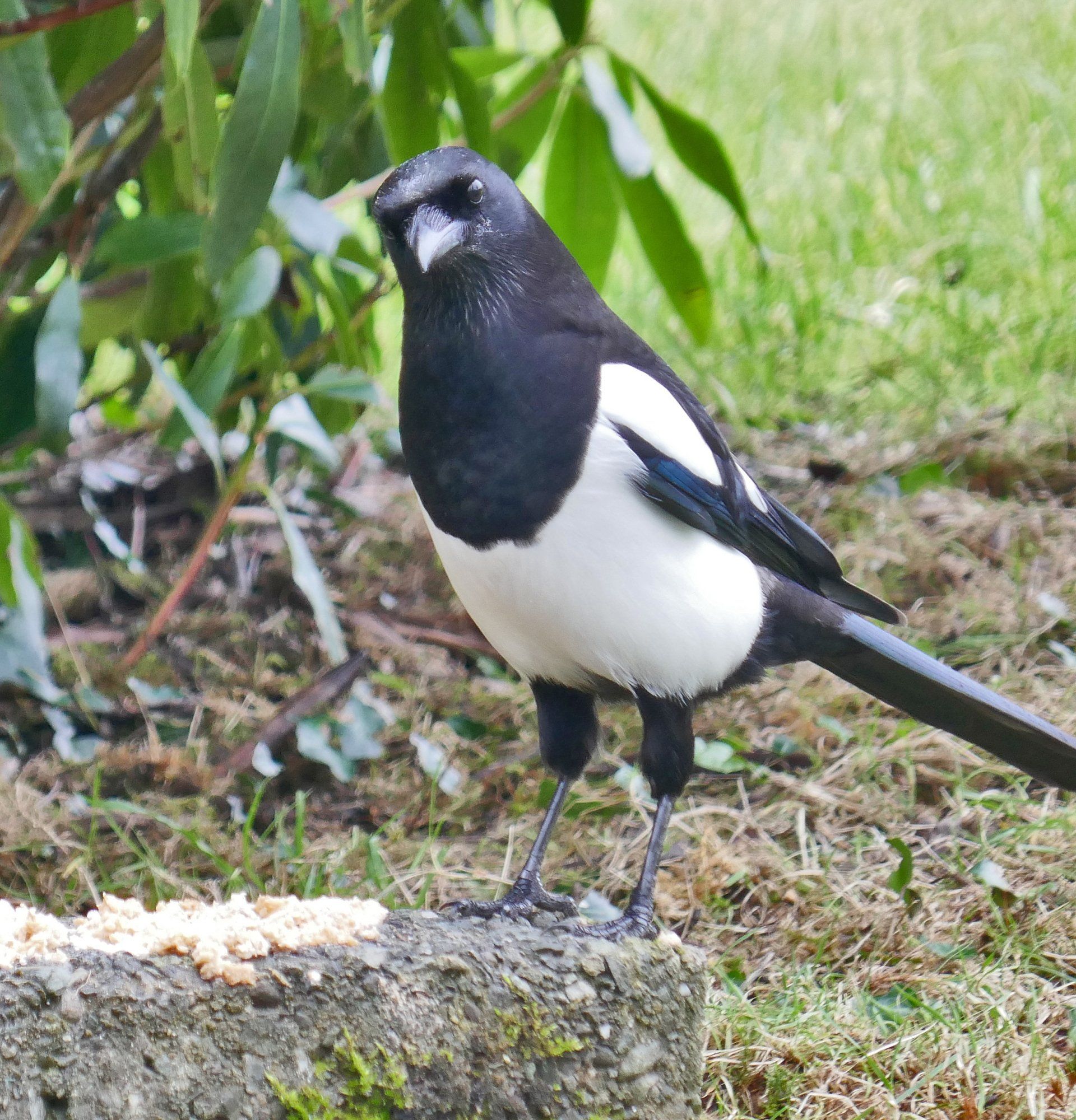 Magpie giving you the Eye