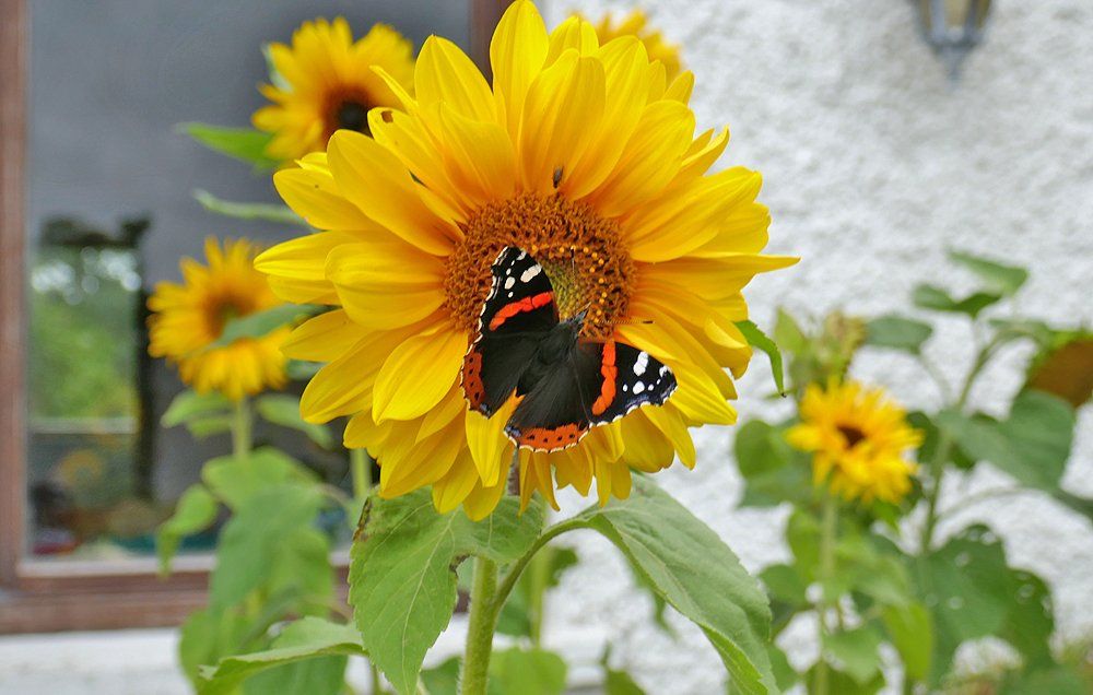 Butterfly on a Sunflower