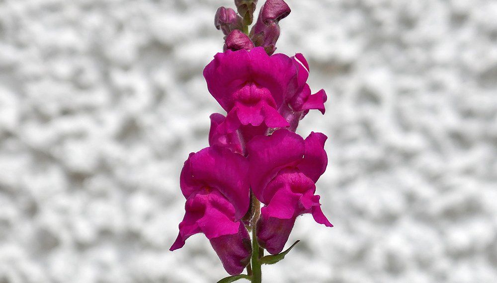 Snap Dragon