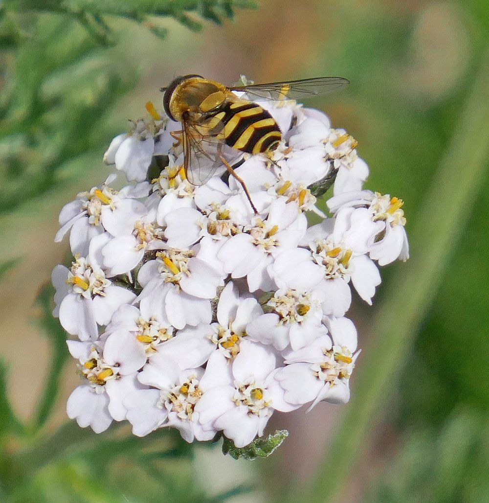 Pollinator at Work