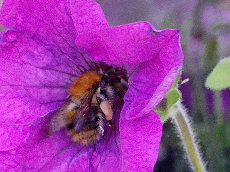 Bumble Bee in Purple Flower