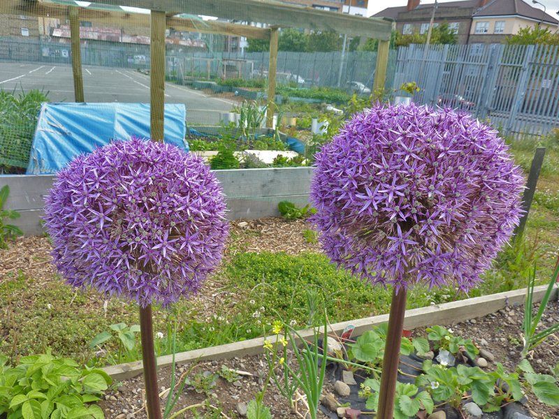 Purple Flowers in Focus Garden