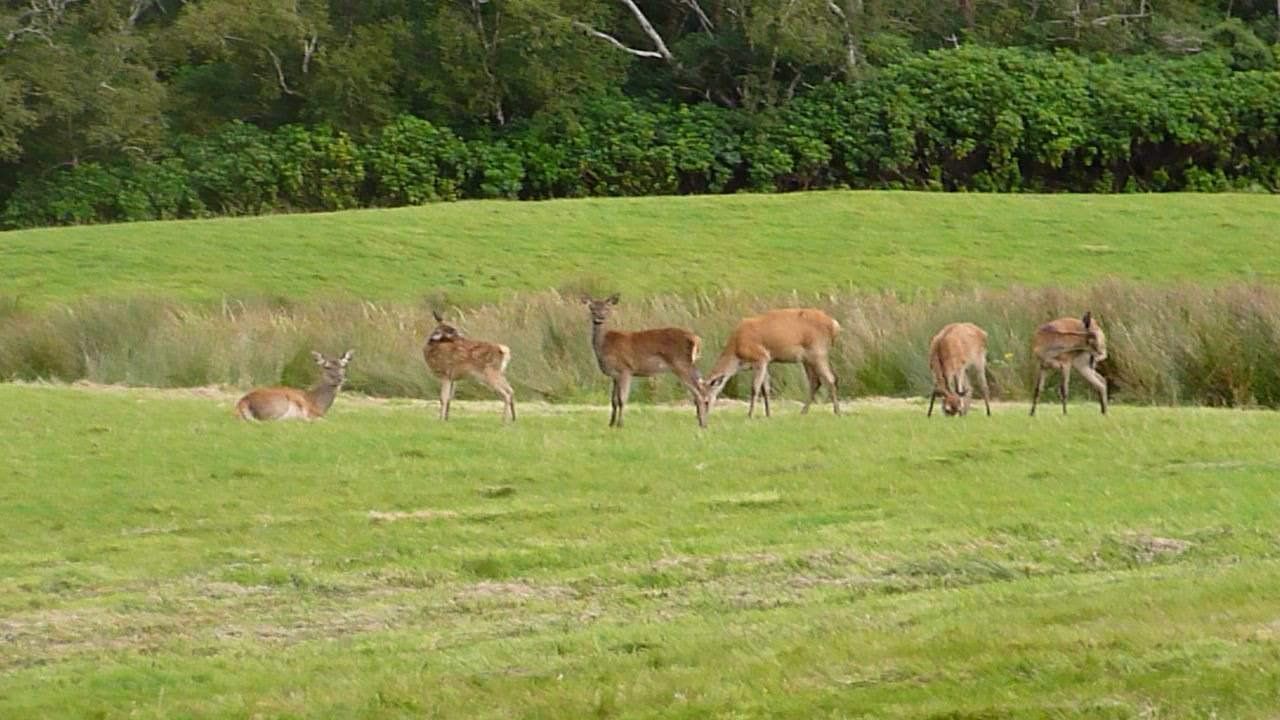 Deer in Muckross