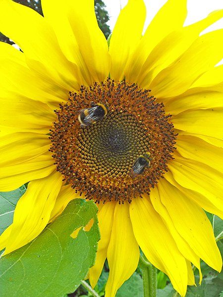 Bees on a Sunflower