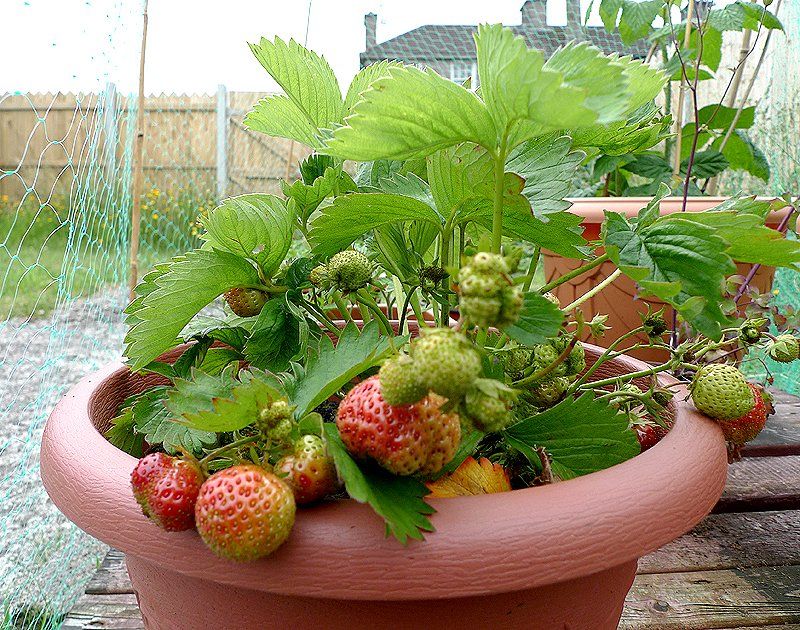My first Strawberry crop
