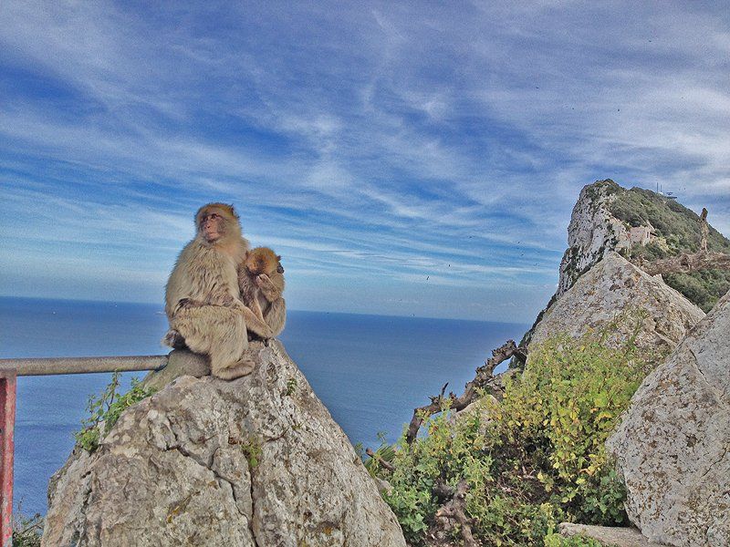 Barbary Macaque Monkeys on The Rock of Gibraltar