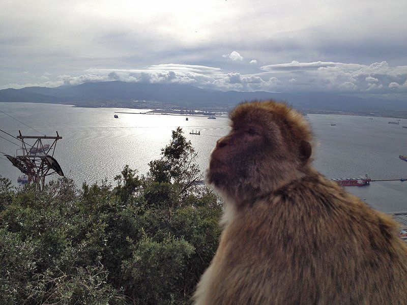 Macaque Monkey pondering the meaning of life..