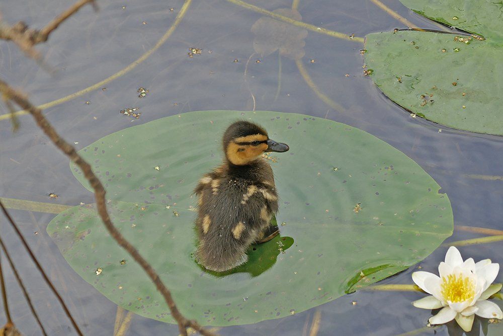 Duckling on Lillypad at Dinis