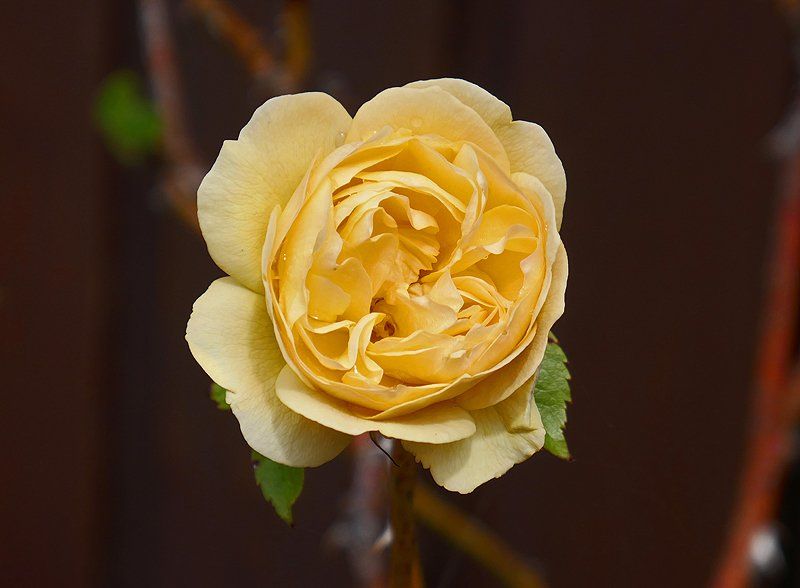 Yellow Rose of Muckross