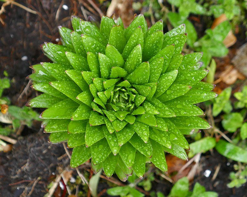 Asiatic Lilly emerging