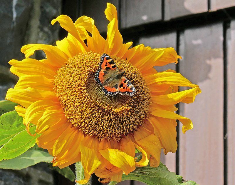 Butterfly on a Sunflower