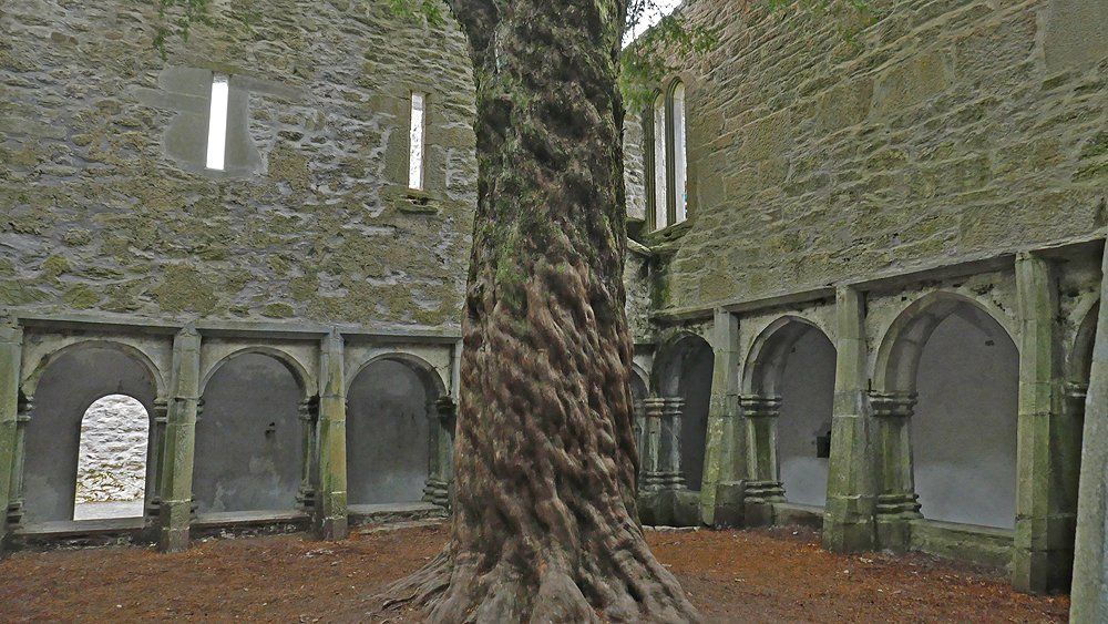 Yew Tree at Muckross Abbey