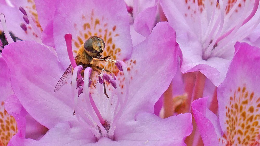 Honey Bee on Rhododendron Flower