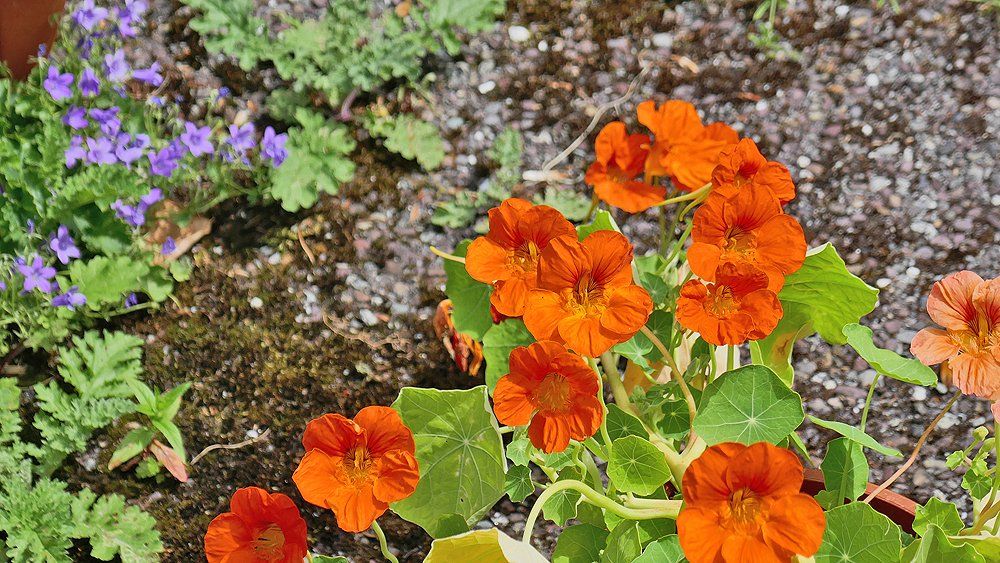 Nasturtiums